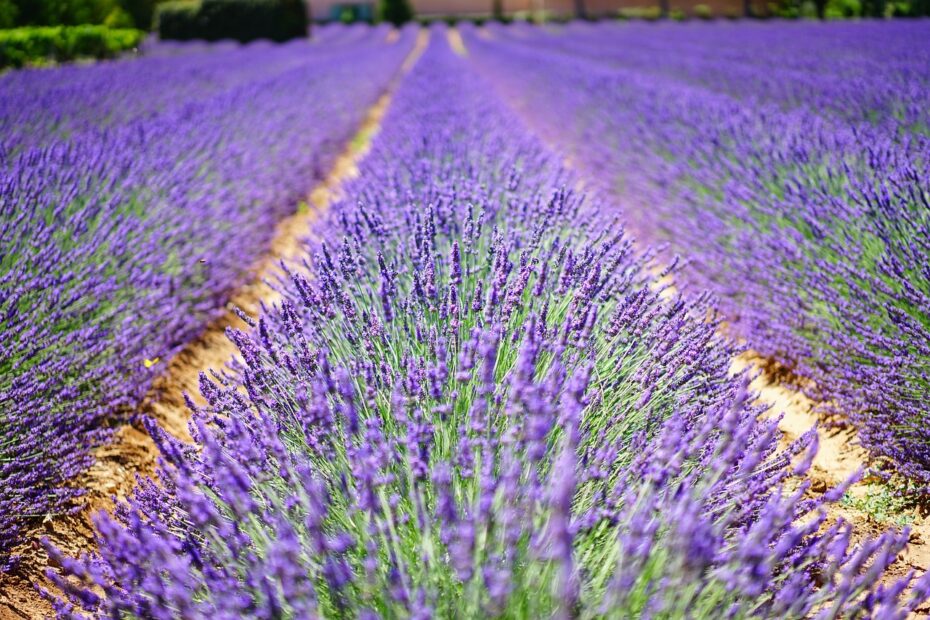 lavender flowers, blue, flowers-1595487.jpg