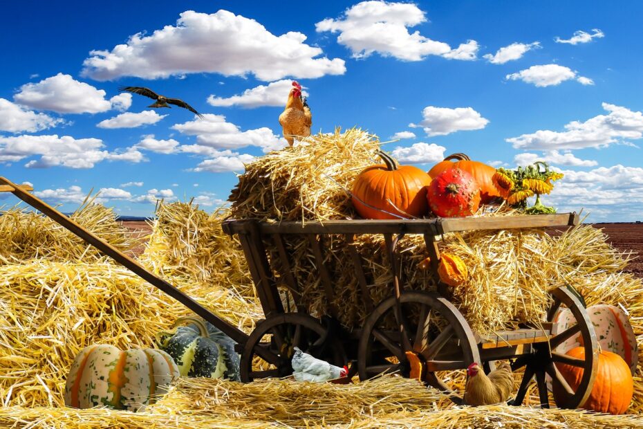 thanksgiving, fall, pumpkin-1674774.jpg
